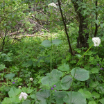 Valeriana alliariifolia