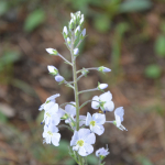 Veronica gentianoides