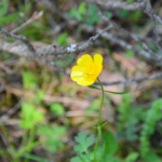 Ranunculus oreophilus