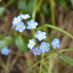 Myosotis sylvatica