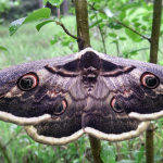 Saturnia pyri