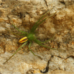 Micrommata virescens