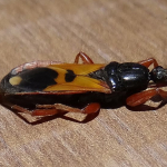 Ectomocoris ululans