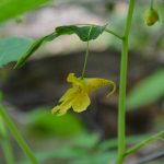 Impatiens noli-tangere