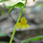 Impatiens noli-tangere