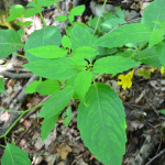 Impatiens noli-tangere