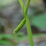 Impatiens noli-tangere