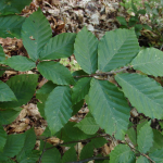 Fagus orientalis