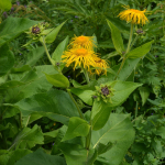 Inula grandiflora