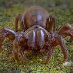 Atypus muralis