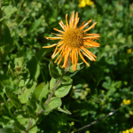 Inula orientalis