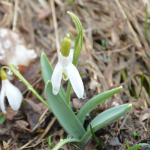 Galanthus alpinus