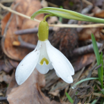 Galanthus alpinus