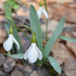 Galanthus alpinus