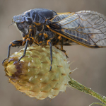 Cicadatra persica