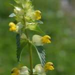 Rhinanthus minor