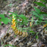 Vicia crocea