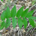 Vicia crocea