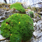 Saxifraga juniperifolia