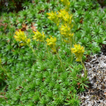 Saxifraga juniperifolia