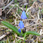 ScillaÂ siberica caucasica