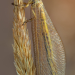 Myrmecaelurus trigrammus