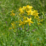 Hypericum perforatum