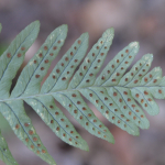 Polypodium vulgare