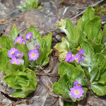 Primula woronowii