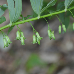 Polygonatum multiflorum