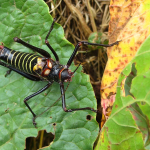 Phonochorion satunini