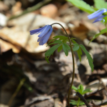 Anemone caucasica