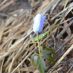 Anemone caucasica