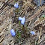 Anemone caucasica