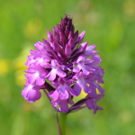 Anacamptis pyramidalis