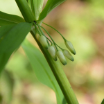 Polygonatum verticillatum