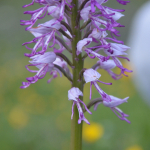 Orchis simia