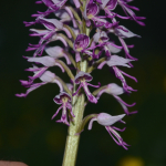 Orchis simia