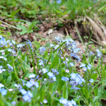 Myosotis alpestris