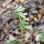 Corydalis caucasica