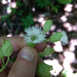 Silene italica