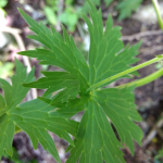 Aconitum orientale