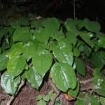 Epimedium pubigerum