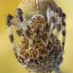 Araneus quadratus