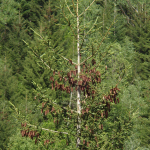 Picea orientalis