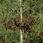 Picea orientalis