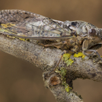 Cicada orni