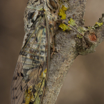 Cicada orni