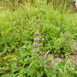 Mentha pulegium