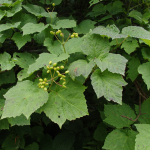 Viburnum orientlae